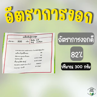 ผักชีสายพิรุณ 300 กรัม เมล็ดผักชีถุงใหญ่ อัตราการงอกดี ผักชีสายพิรุณ 300g ปลูกง่าย ลำต้นใหญ่