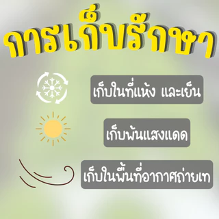 ผักชีสายพิรุณ 300 กรัม เมล็ดผักชีถุงใหญ่ อัตราการงอกดี ผักชีสายพิรุณ 300g ปลูกง่าย ลำต้นใหญ่