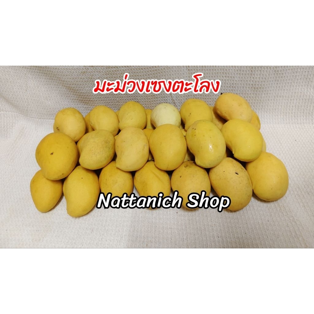มะม่วง เซงตะโลง ( စိန်တလုံး သရက်သီး ) สินค้ามีพร้อมส่ง
