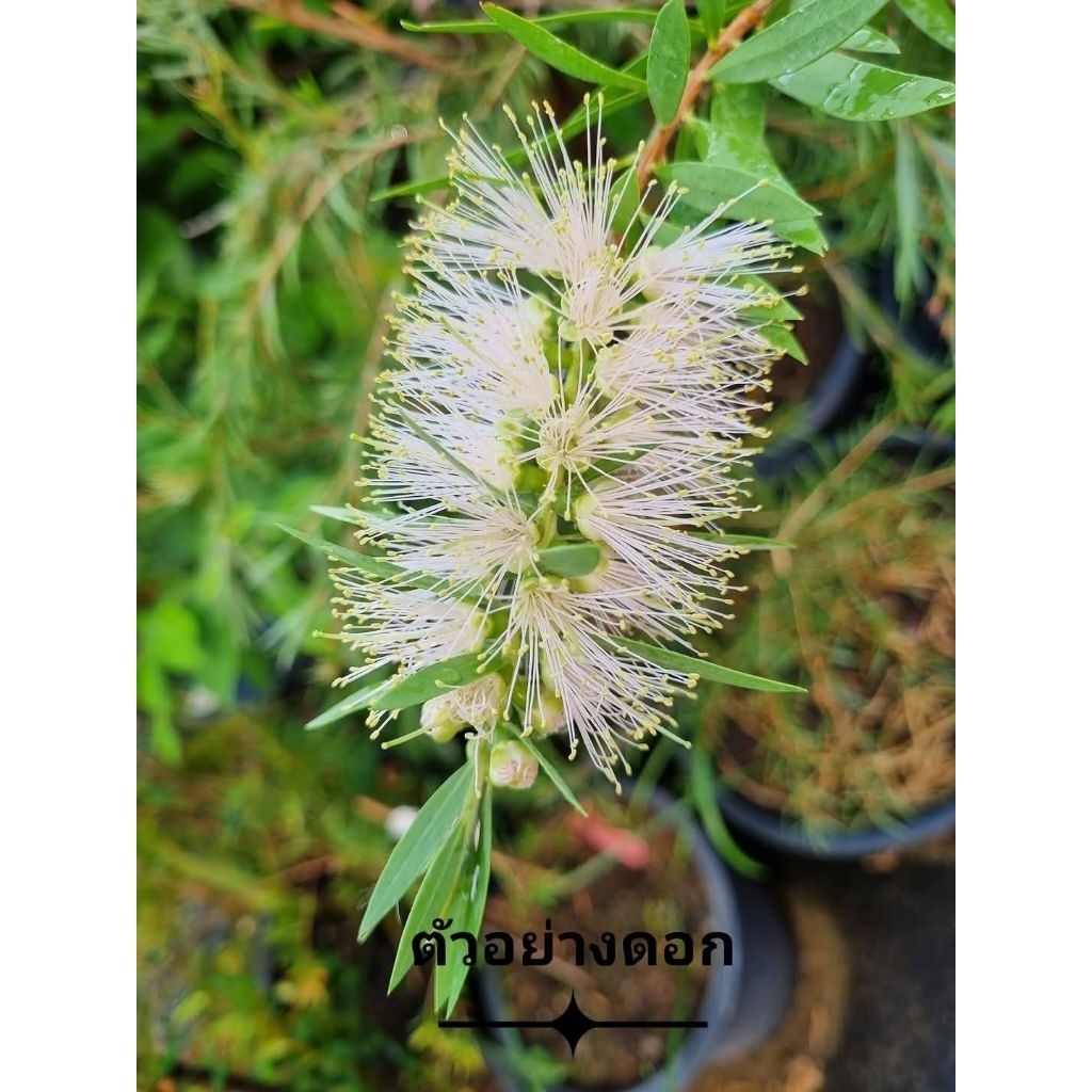 ดอกแปรงล้างขวดสีขาว 1 ต้นถุงดำต้นเล็กหายากมากก ไม้ดอกประดับ🌱
