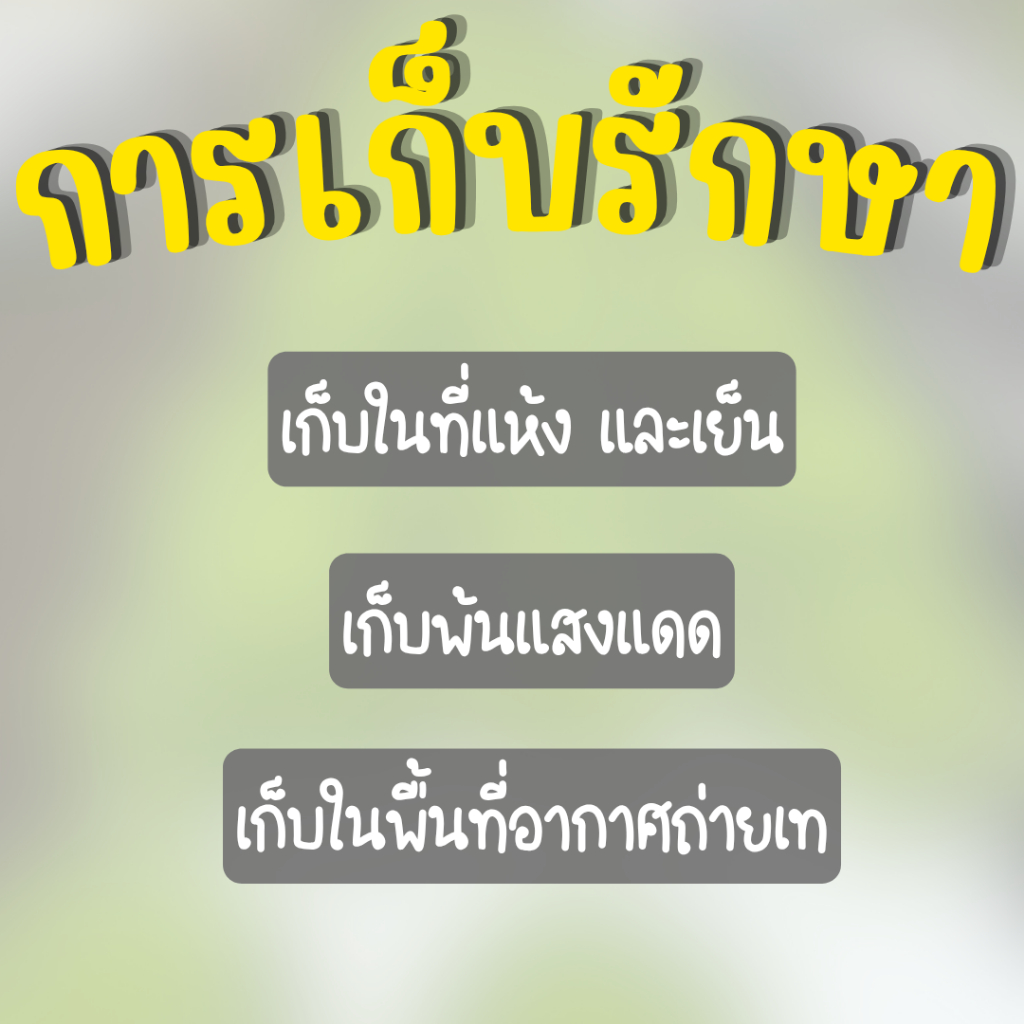 ผักบุ้งจีนไผ่เงิน เมล็ดผักบุ้งจีน 1 รูปที่ 5