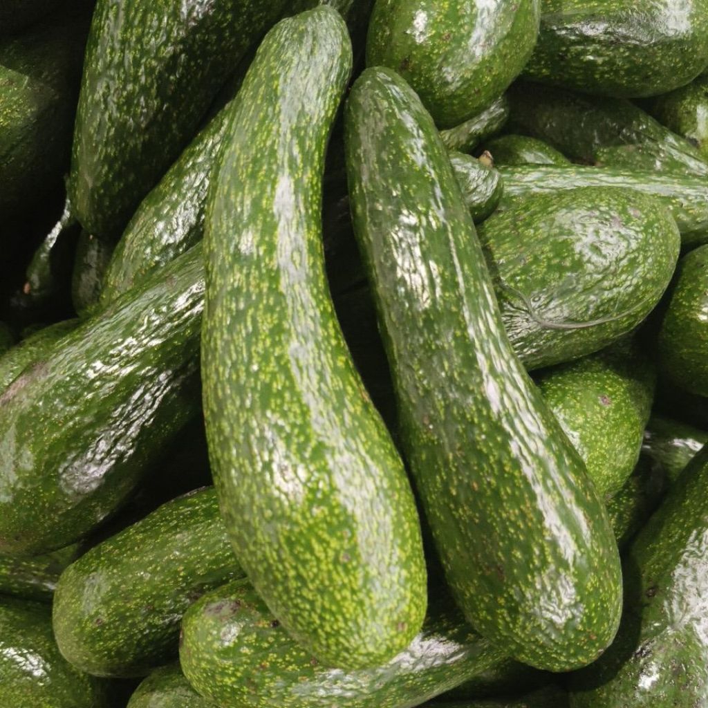 อะโวคาโด้ พันธุ์ A034