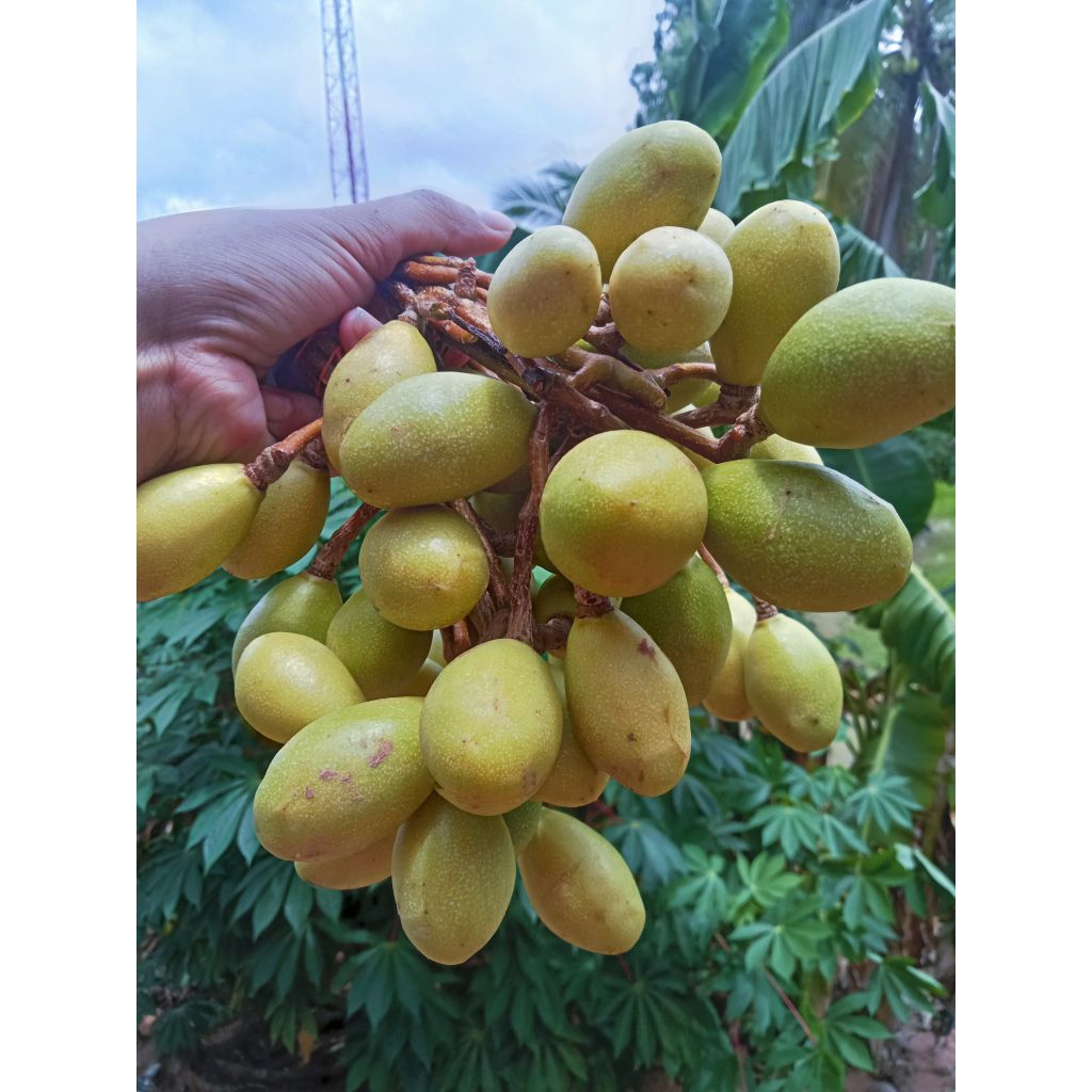 มะกอกป่า สด บักกอกป่าดิบอ่อน ยังไม่สุก  มะกอกใส่ส้มตำ ✔✨พร้อมส่งทุกวัน 1 kg.