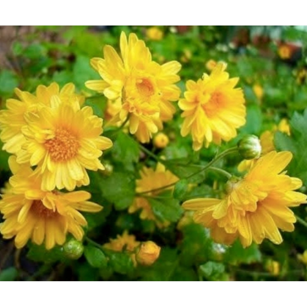 ต้นเก๊กฮวยสีเหลือง🌼ดอกสวย 1 ต้น 1 ถุงดำเล็ก ประโยชน์เยอะ ใช้ทำเครื่องดื่ม🧋 ตกแต่งอาหารได้🎂🌱