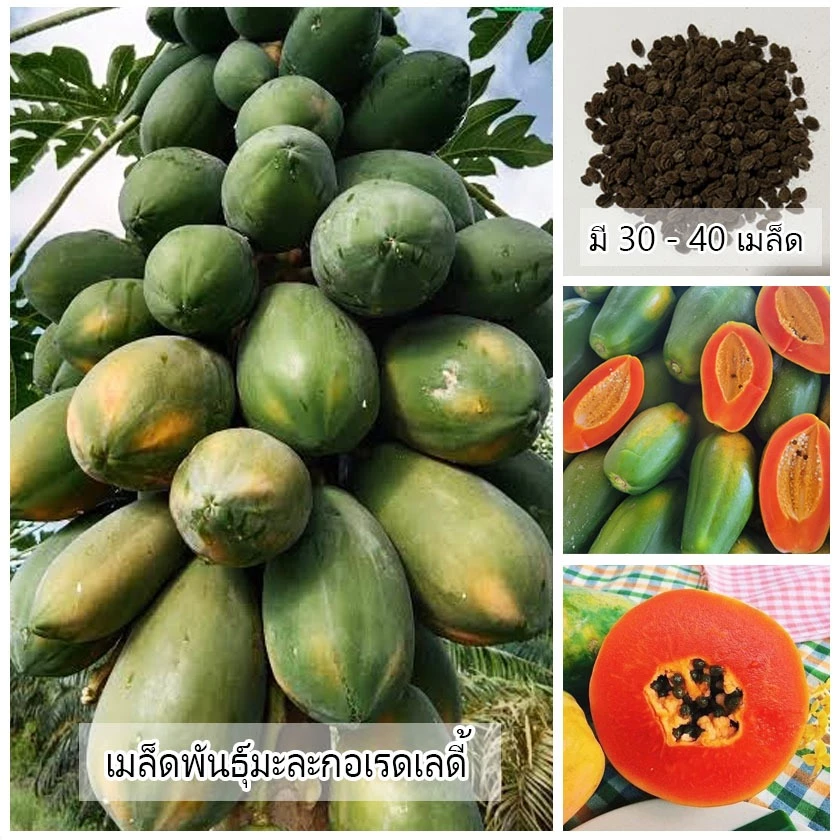 เมล็ดพันธุ์มะละกอเรดเลดี้ 1 ซอง ขนาด 30 - 40 เมล็ด