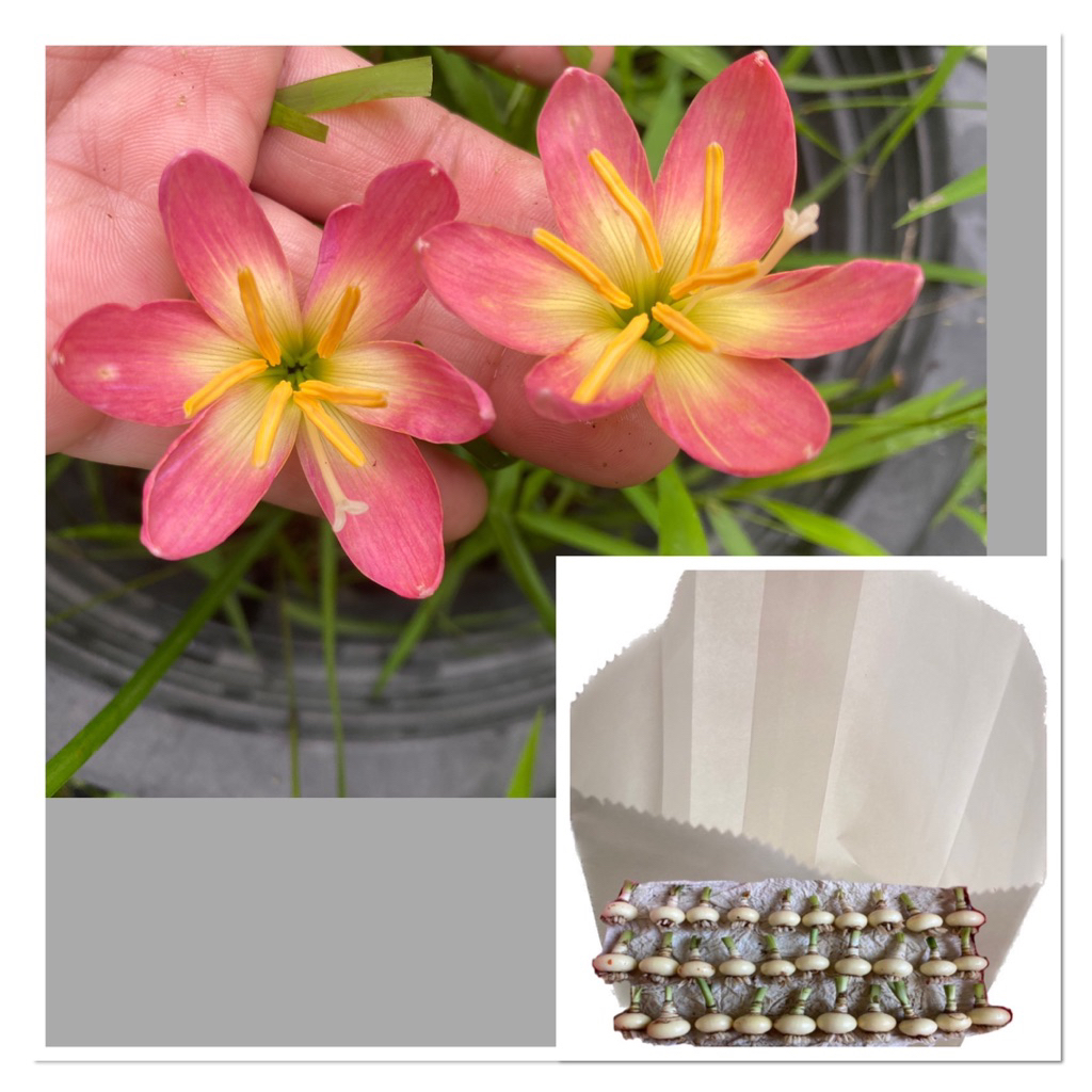 144R.หัวดอกบัวดิน Ma48 หัวละ 12 บาท