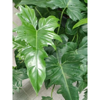 ฟิโลดราก้อน/ฟิโลลายเมฆ กกระถาง8-11นิ้ว​ สินค้ามีขนาดใหญ่กดสั…