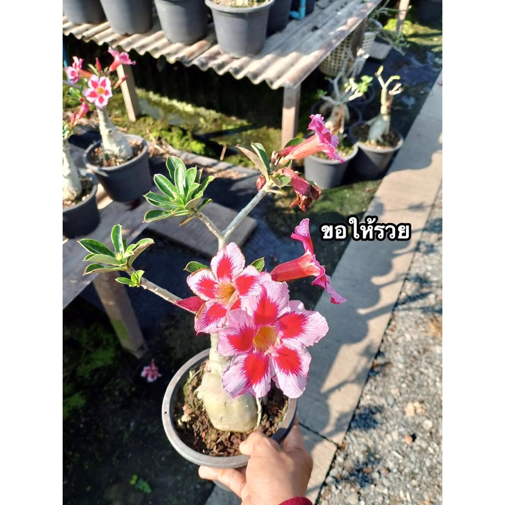 ชวนชมดอกชั้นเดียว-“ขอให้รวย“ (กระถาง 6 นิ้ว)