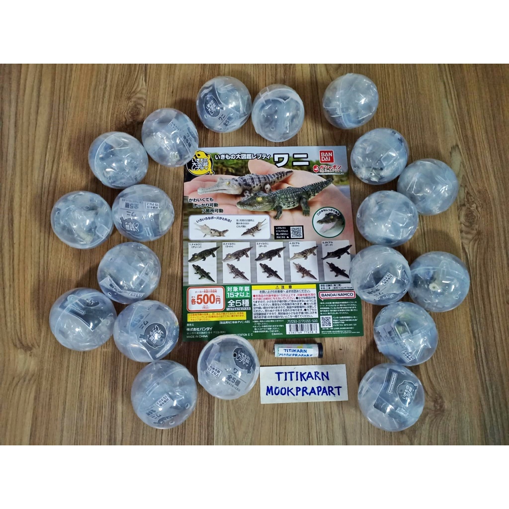 (ครบชุดพร้อมส่ง) กาชาปองจระเข้มินิ Gashapon Bandai Ikimono Encyclopedia Crocodile Mini โมเดลสัตว์ ราคา ถูกที่สุด ดีลบีเคเค แกลเลอรีภาพที่ 8