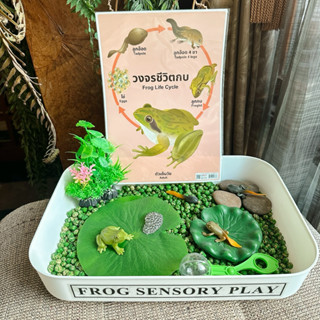 พร้อมส่ง🇹🇭 เรียนรู้วงจรชีวิตกบ Frog Sensory Play🐸