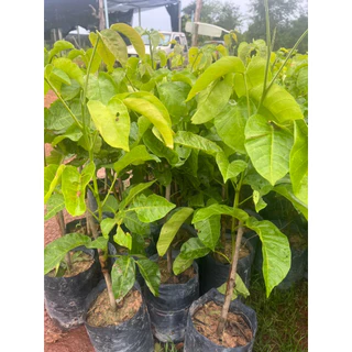 ( พร้อมส่ง ‼️ ) 🍈 ต้นกระท้อนอีล่ายักษ์ ผลใหญ่ เนื้อฟู หวานหอม 🌿 กิ่งตอนแท้ โตไว พร้อมปลูก ต้นละ 169.- 💚