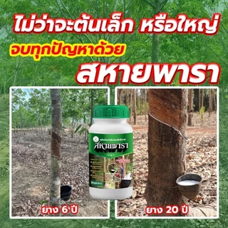 ยาทาหน้ายางพารายาเร่งน้ำยางสหายพารา