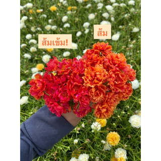 แพรเซี่ยงไฮ้ 45สี เลือกสีได้ 10กิ่ง19บาท สีตรงปก ร้านเรามีสีเยอะสุดในช๊อปปี้คอนเฟิร์มครับ🥰🙏สั่งสีไหนมารับสีนั้น 100%ครับ