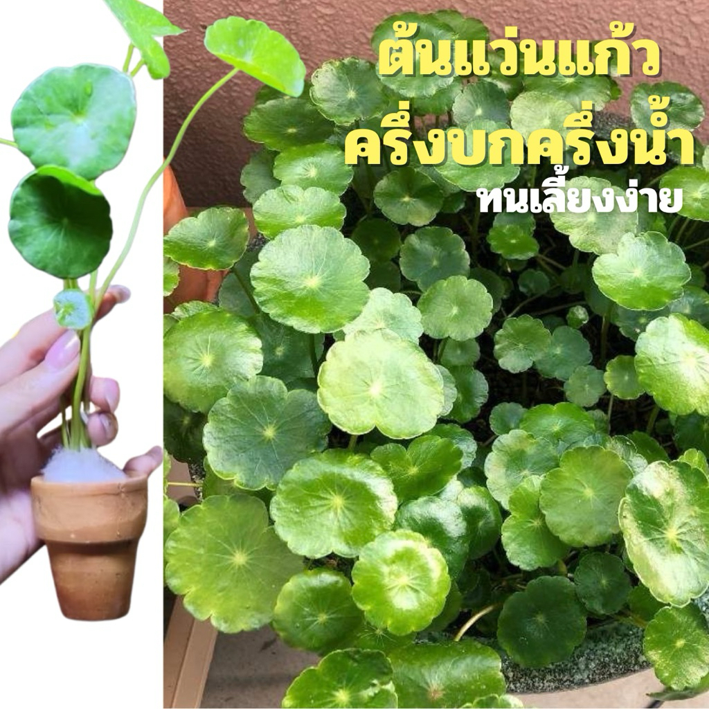ต้นแว่นแก้ว​  💕(กระถาง) 5แถม 1 🌿ไม่ต้องใช้co2.ใส่ตู้ปลากัดได้