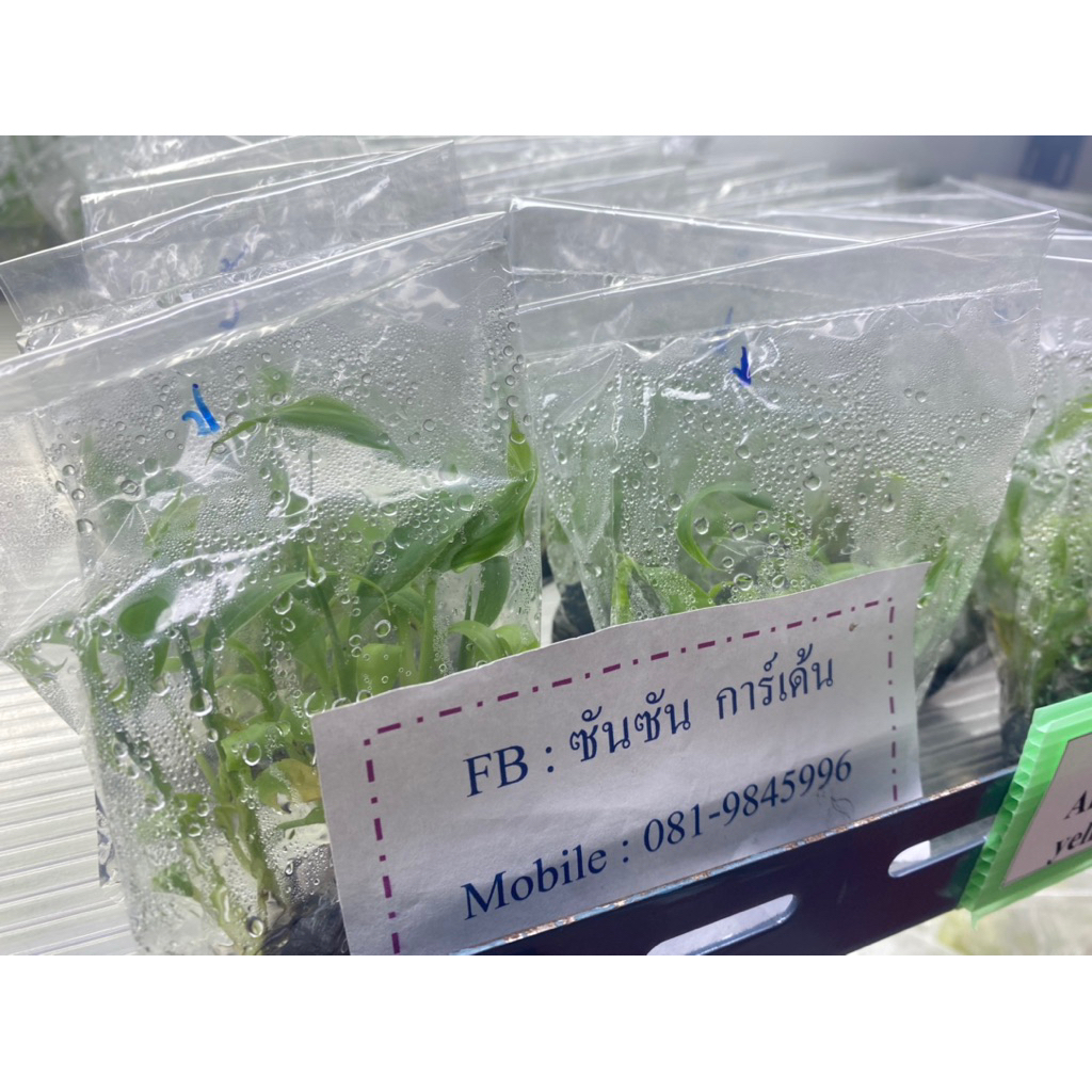 ต้นกล้วยน้ำว้าปากช่อง 50 เพาะเนื้อเยื่อ (จำนวน 60 ต้น) สำหรับนำไปอนุบาล