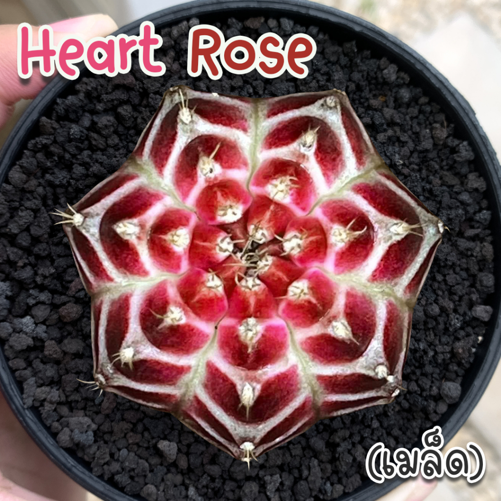 ชุดเพาะเมล็ด Heart Rose ด่างนีออน  กระบองเพชร/แคคตัส
