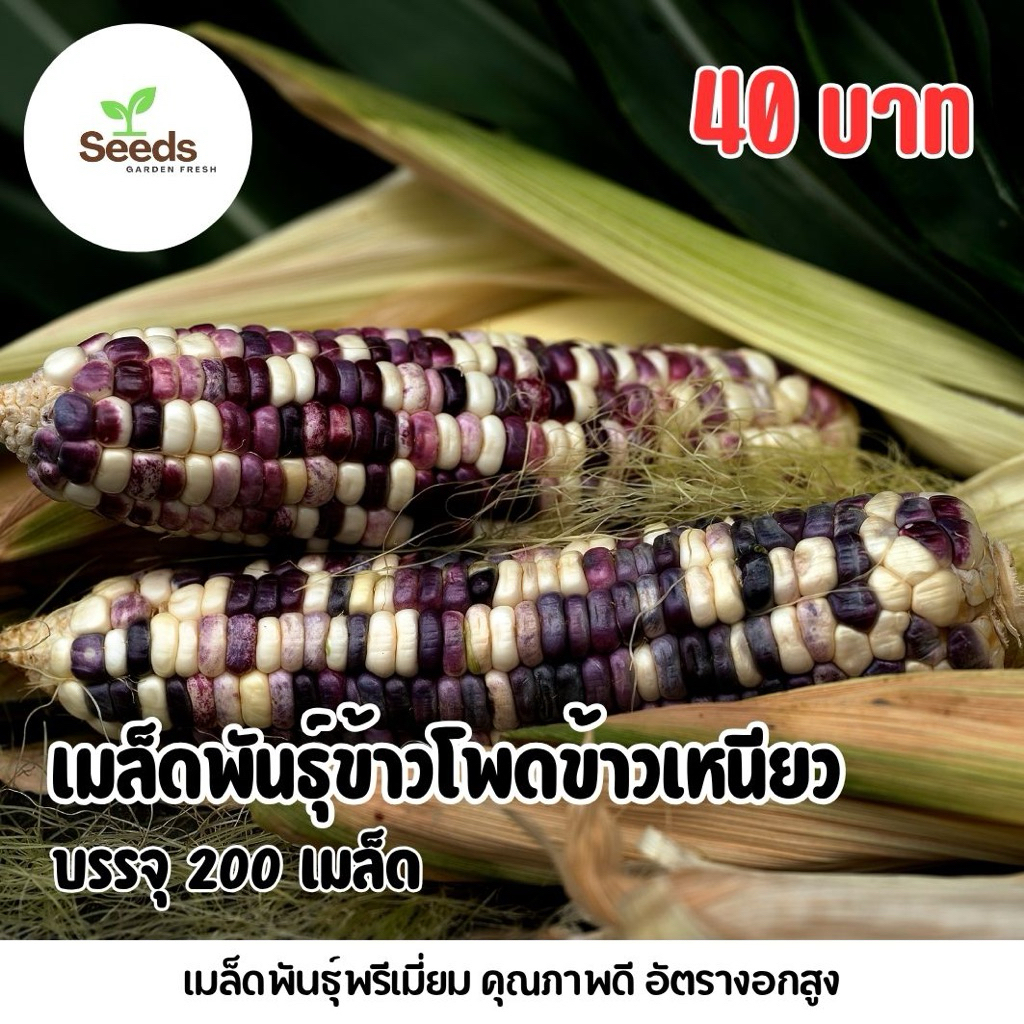 เมล็ดพันธุ์ข้าวโพดข้าวเหนียว บรรจุ 200 เมล็ด/ซอง [Seeds Garden Fresh]