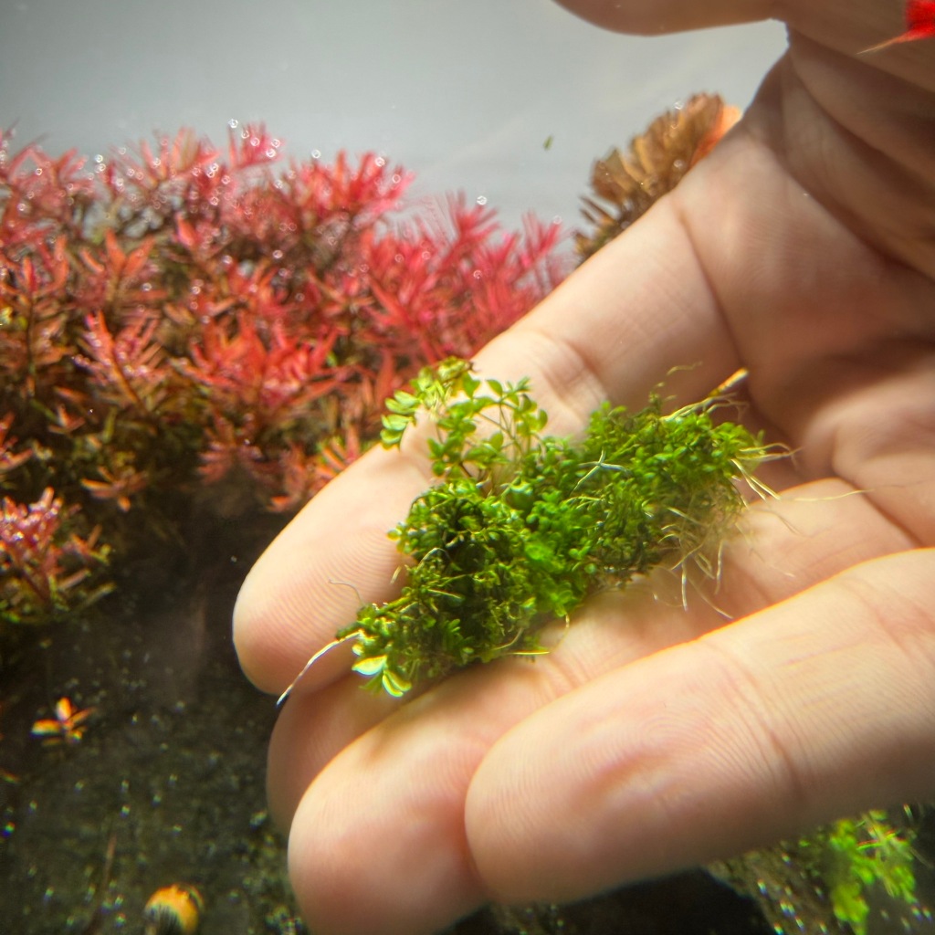 Hemianthus Callitrichoides หวีดจิ๋วแท้