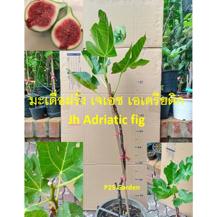ต้น มะเดื่อฝรั่ง เจเอช เอเดรียทิก JH Adriatic ทรงต้นสูง 120 ซ.ม. กระถาง 10 นิ้ว