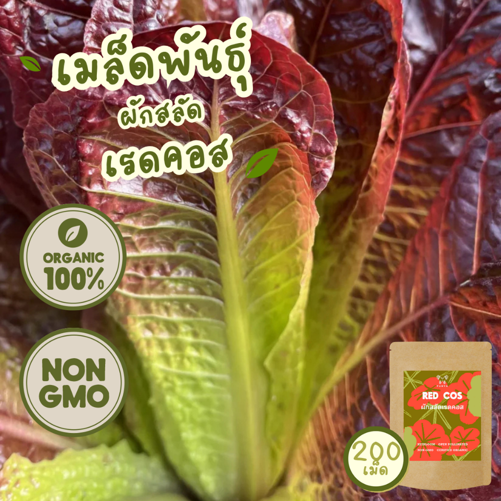 เมล็ดพันธุ์ ผักสลัด เรดคอส 100%ออร์แกนิค Non-GMO (Red Cos Organic Lettuce Seed) บรรจุ 200 เมล็ด [ซื้อ 5 แถม 1!]