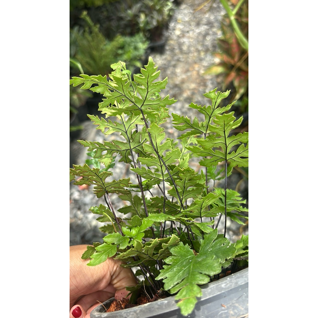 เฟินก้านดำใบเล็ก  Bush Maidenhair Fern/Common Maidenhair Fern ชื่อวิทยาศาสตร์: Adiantum aethiopicum L. - รูปที่ 4