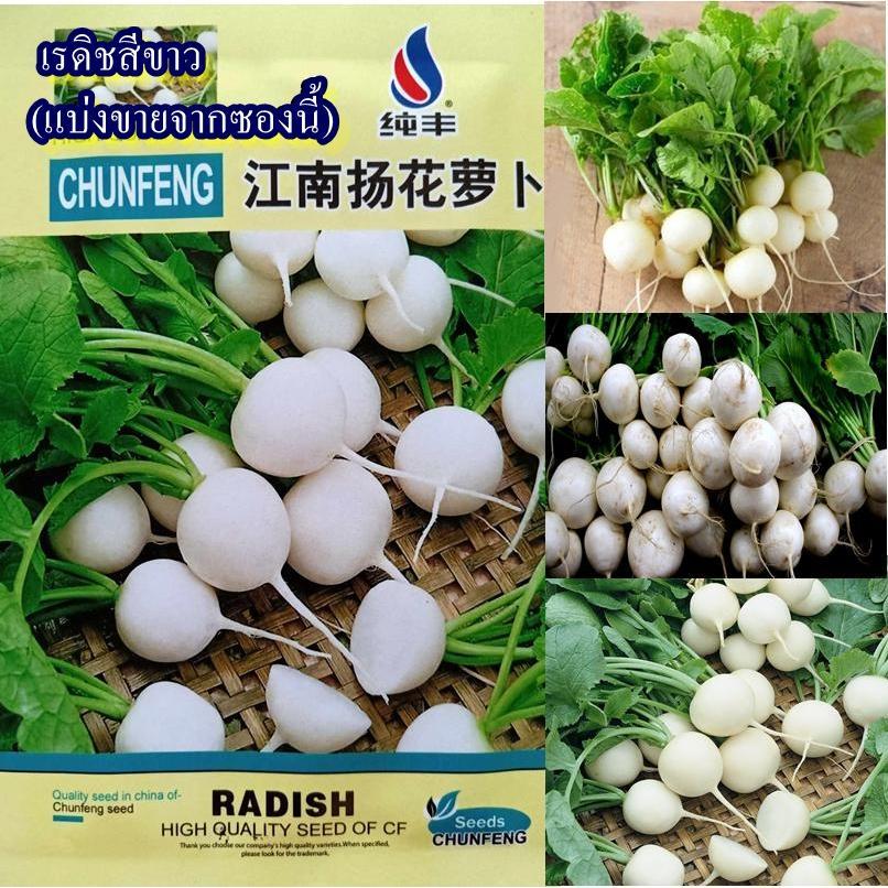 120+ เมล็ด เมล็ดเรดิชสีขาว สายพันธุ์ OP (ปลูกง่าย เมล็ดงอกดี โตไว หัวกลม เนื้อเนียนสีขาว รสชาติหวานกรอบอร่อย ทานสดได้)
