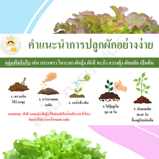 (ส่งด่วน) เมล็ด ผักสลัด กรีนโอ๊ค เรดโอ๊ค กรีนคอส ฟิลเลย์ ร็อคเก็ต ฯลฯ เมล็ดใหม่ งอกดี ตรงสายพันธุ์