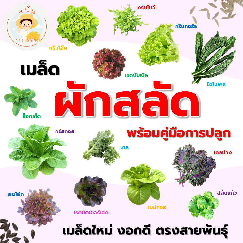 (ส่งด่วน) เมล็ด ผักสลัด กรีนโอ๊ค เรดโอ๊ค กรีนคอส ฟิลเลย์ ร็อคเก็ต ฯลฯ เมล็ดใหม่ งอกดี ตรงสายพันธุ์