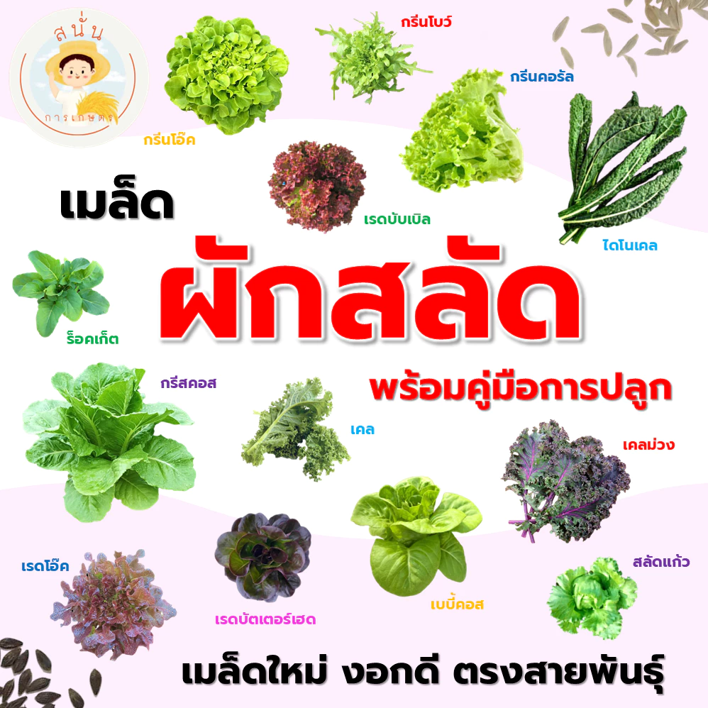 (ส่งด่วน) เมล็ด ผักสลัด กรีนโอ๊ค เรดโอ๊ค กรีนคอส ฟิลเลย์ ร็อคเก็ต ฯลฯ เมล็ดใหม่ งอกดี ตรงสายพันธุ์