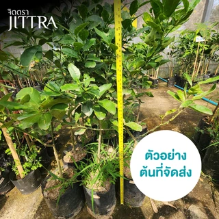 จิตตรา ต้นพันธุ์มะนาวแป้นพิจิตร เสียบยอดสูง 60-80 cm โตไว ให้ผลเร็ว พร้อมส่ง เคลมฟรี ผลดก