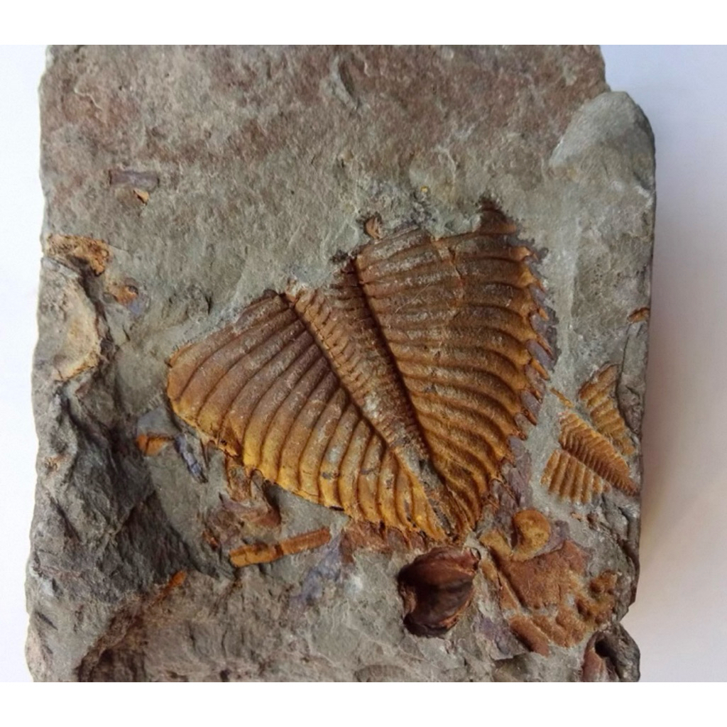 🪨 ไทรโลไบต์ (Trilobite Fossil) – ซากดึกดำบรรพ์กว่า 500 ล้านปี ของสะสมหายาก สำหรับผู้รักประวัติศาสตร์