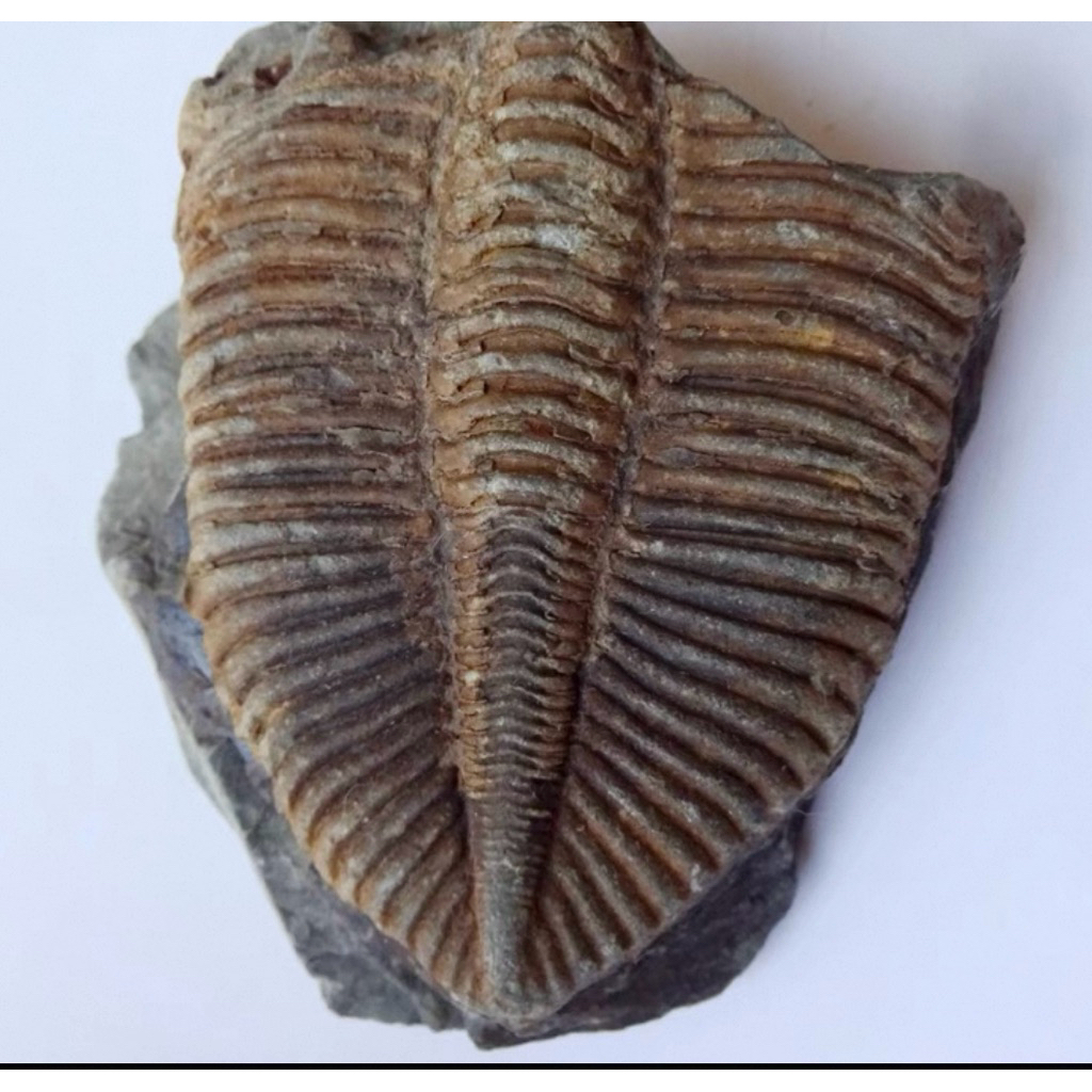 🪨 ไทรโลไบต์ (Trilobite Fossil) – ซากดึกดำบรรพ์กว่า 500 ล้านปี ของสะสมหายาก สำหรับผู้รักประวัติศาสตร์