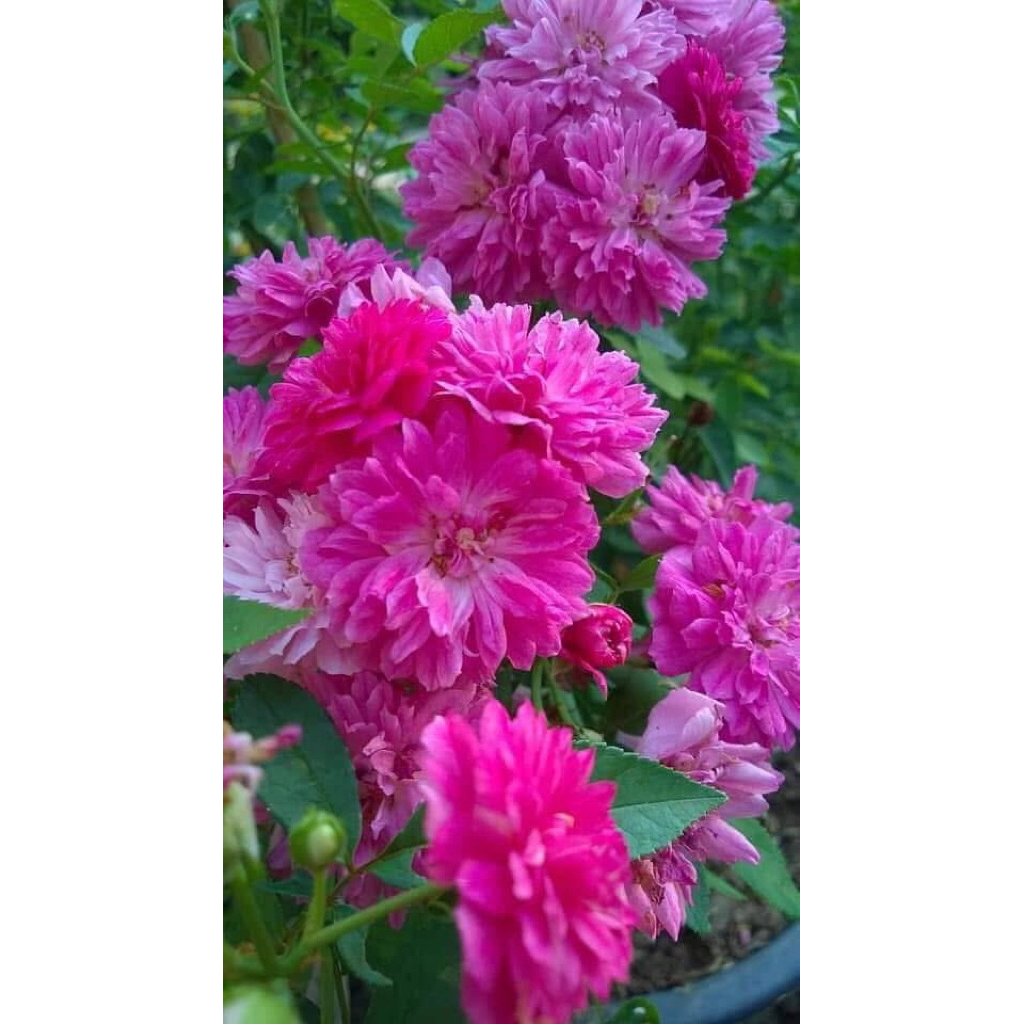 กุหลาบ-ยี่สุ่น หรือ ยี่สุ่นมอญ  สีชมพู ดอกเล็กเป็นช่อ ให้ดอกเต็มต้น เลี้ยงง่าย