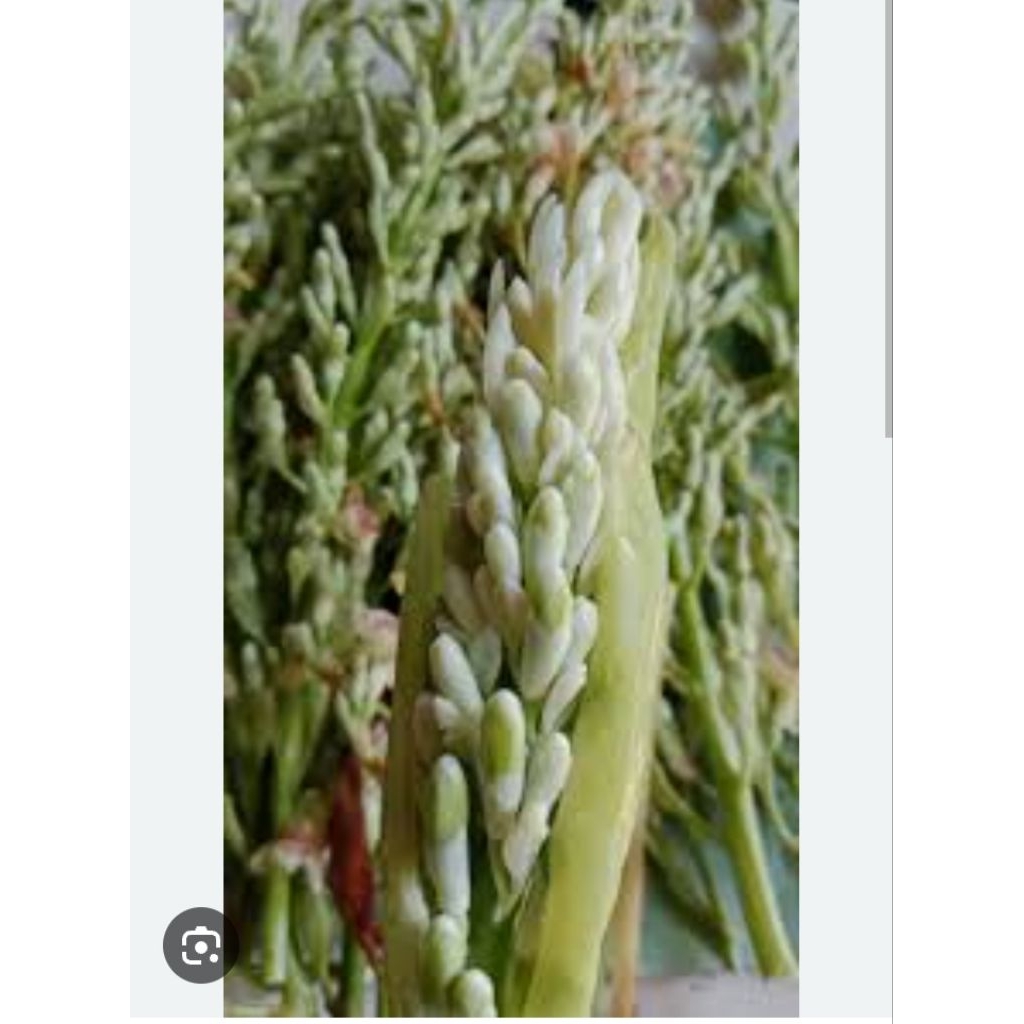 ดอกข่าorganic เก็บสดบรรจุ100กรัม ราคา ถูกที่สุด ดีลบีเคเค