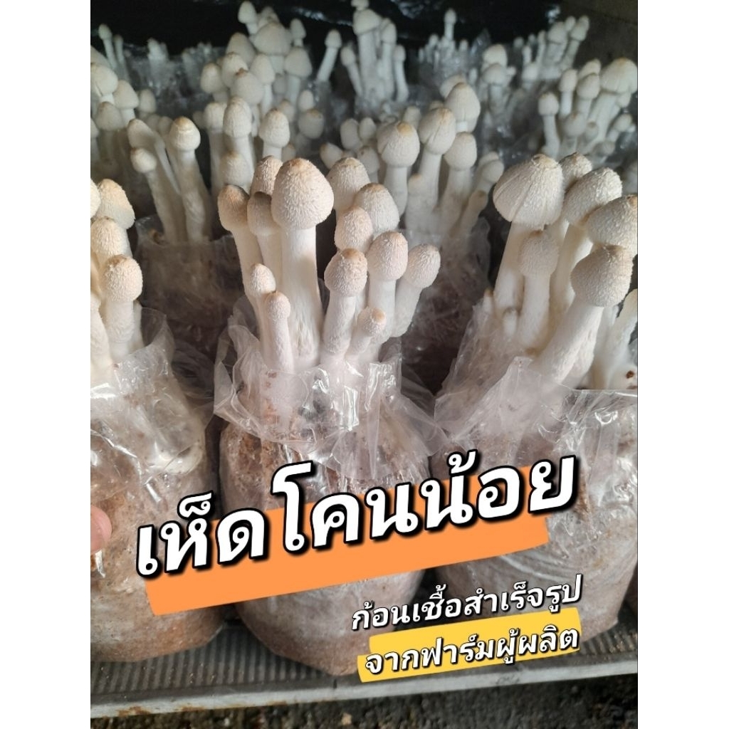 เห็ดโคนน้อย 24 ก้อน ก้อนเชื้อสำเร็จรูปพร้อมเปิดดอกพร้อมคู่มือ