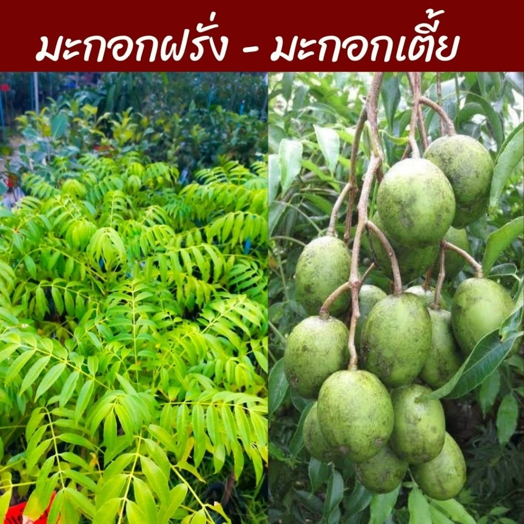 มะกอกเตี้ยฝรั่ง ต้นเตี้ยติดผลเร็ว
