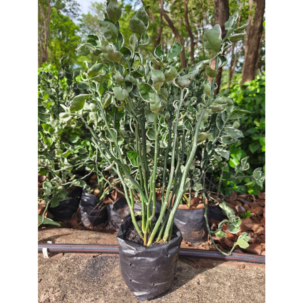 ต้นแสยกกวักเงินกวักทองใบด่าง zigzag plant   ไม้มงคลฟอกอากาศ ทรงสวยแปลกตา เลี้ยงง่าย ส่งตรงจากสวน