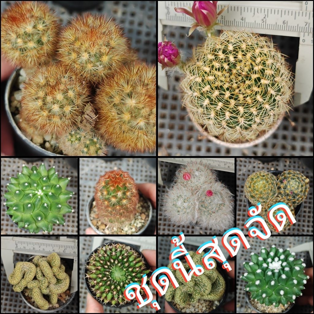 กระบองเพชร​🌵ไม้น่ารักต้นใหญ่คัดพิเศษ​MixO