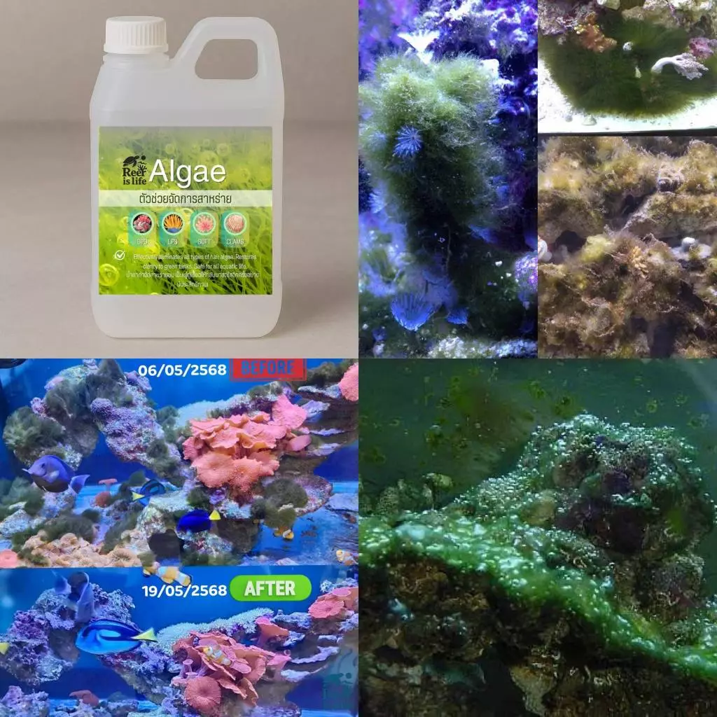 Remove Algae น้ำยากำจัดตระไคร่ สำหรับตู้ปลาทะเล thumbnail 5