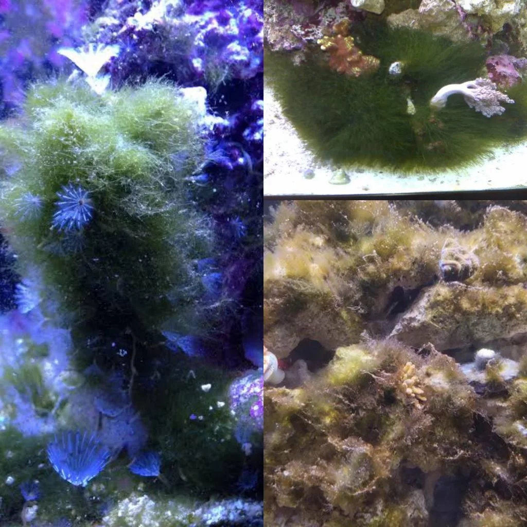 Remove Algae น้ำยากำจัดตระไคร่ สำหรับตู้ปลาทะเล thumbnail 8