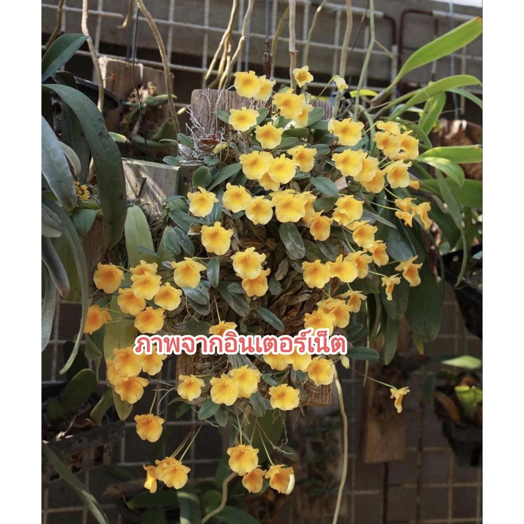 เอื้องผึ้งจิ๋ว ติดแผ่นอคิลิค ไม้หายาก สายสะสมต้องที เลี้ยงง่ายได้ทุกสภาพอากาศ