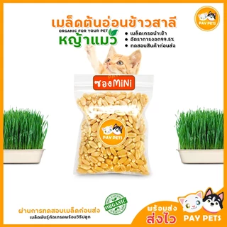 เมล็ดข้าวสาลีแมว (ซองMini) หญ้าแมวคัดเกรด  Cat Grass ต้นหญ้าแมว หญ้าหมา หญ้ากระต่าย หญ้าแฮมเตอร์
