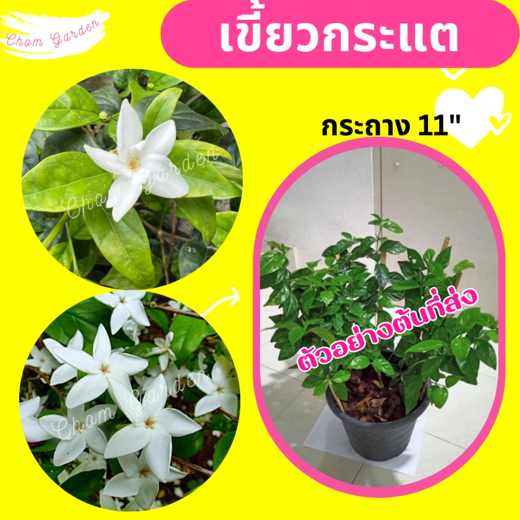 ต้นเขี้ยวกระแต กระถาง 11 นิ้ว
