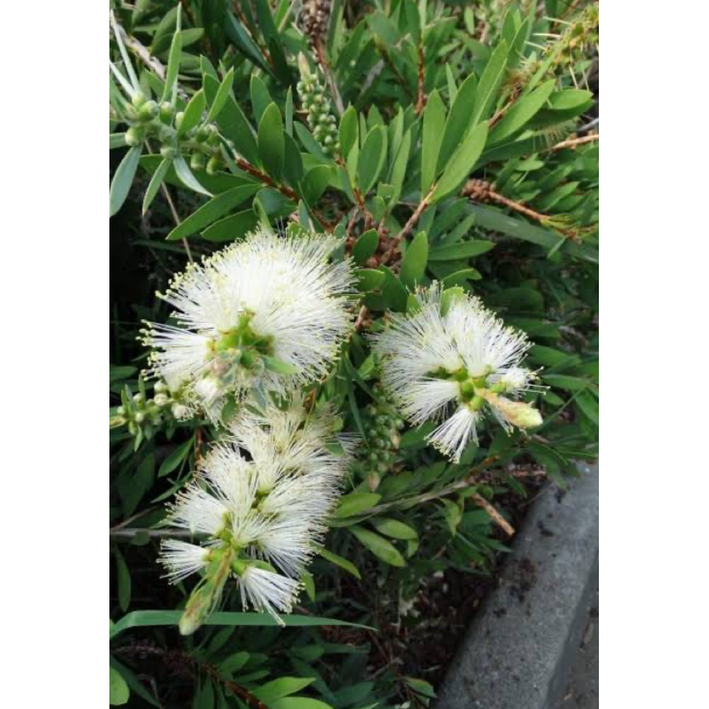 ดอกแปรงล้างขวดสีขาว1ต้นถุงดำต้นเล็ก – โปรปัง