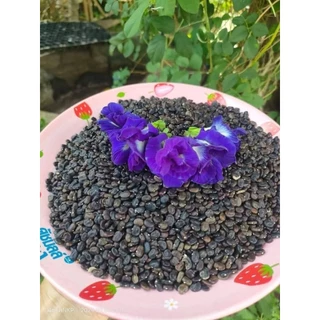 เมล็ดดอกอัญชันเทพพระรัตน์63กลีบซ้อน Butterfly pea flowers, Butterfly pea seedlings 蝴蝶豌豆花、蝴蝶豌豆苗