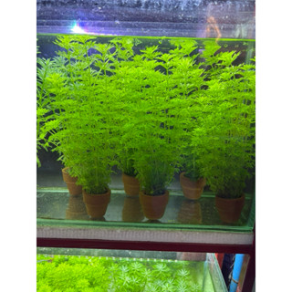 ต้นไม้น้ำสาหร่ายผักชีต้นไม้ สาหร่ายสวยงามใส่ตู้ปลา 3 กระถาง …
