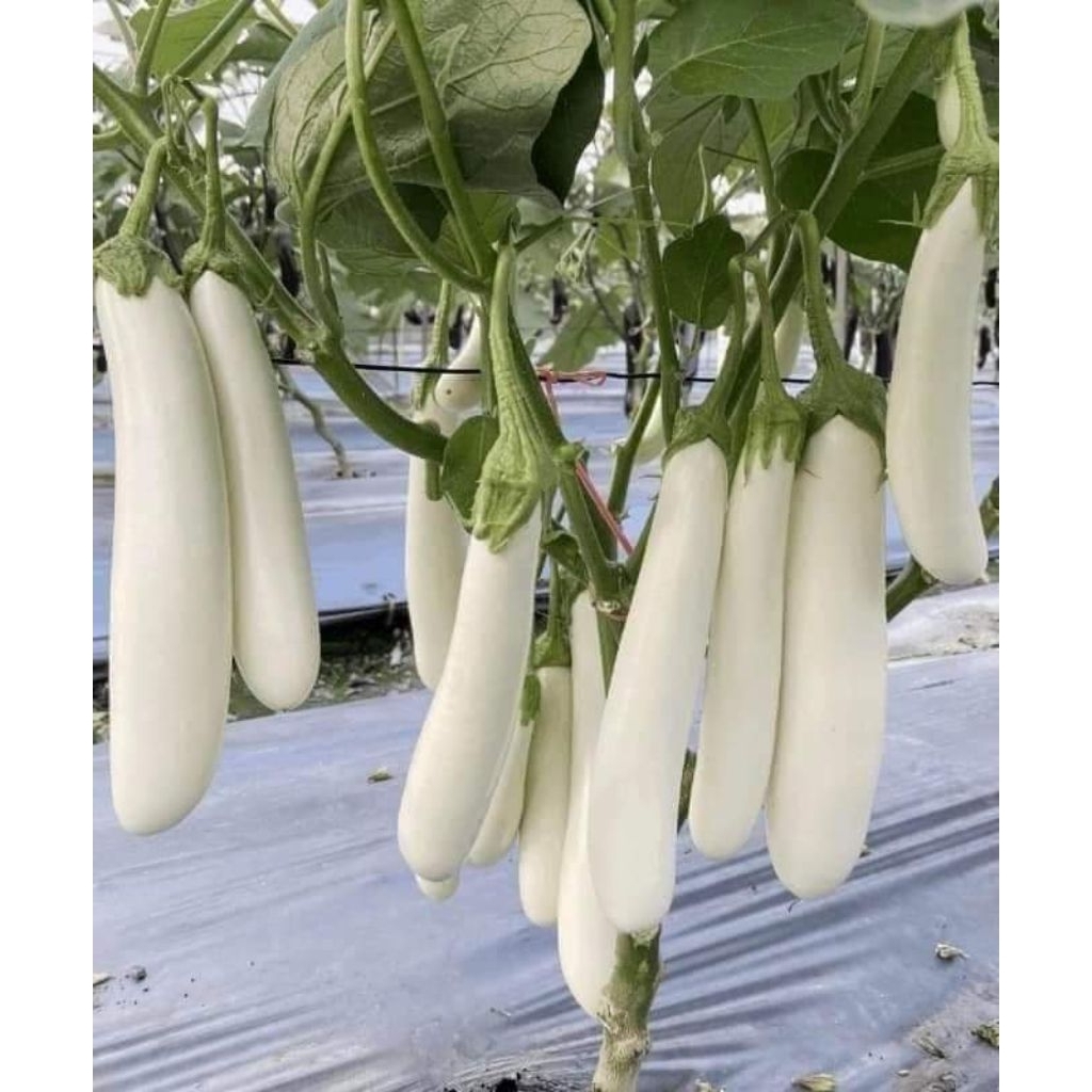 เมล็ดมะเขือยาวสีขาว  บรรจุ30เมล็ด20บาท