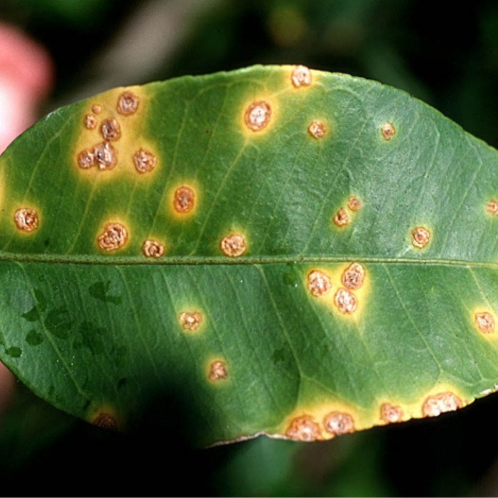 เอ็กซโตรบิน อะซอกซีสโตรบิน 25% SC ขนาด 1 ลิตร ชนิดดูดซึม โรคพืช เชื้อรา แบคทีเรีย ใบเน่า รากเน่า โคนเน่า ใบไหม้ ใบจุด - รูปที่ 2