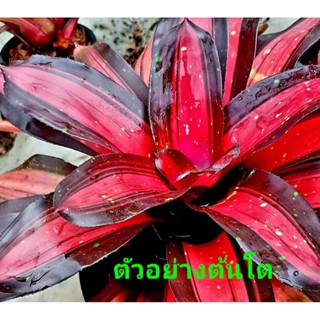 หน่อสับปะรดสี Neo. Margaret มีรากเดินแล้ว ส่งแบบถอดกระถาง