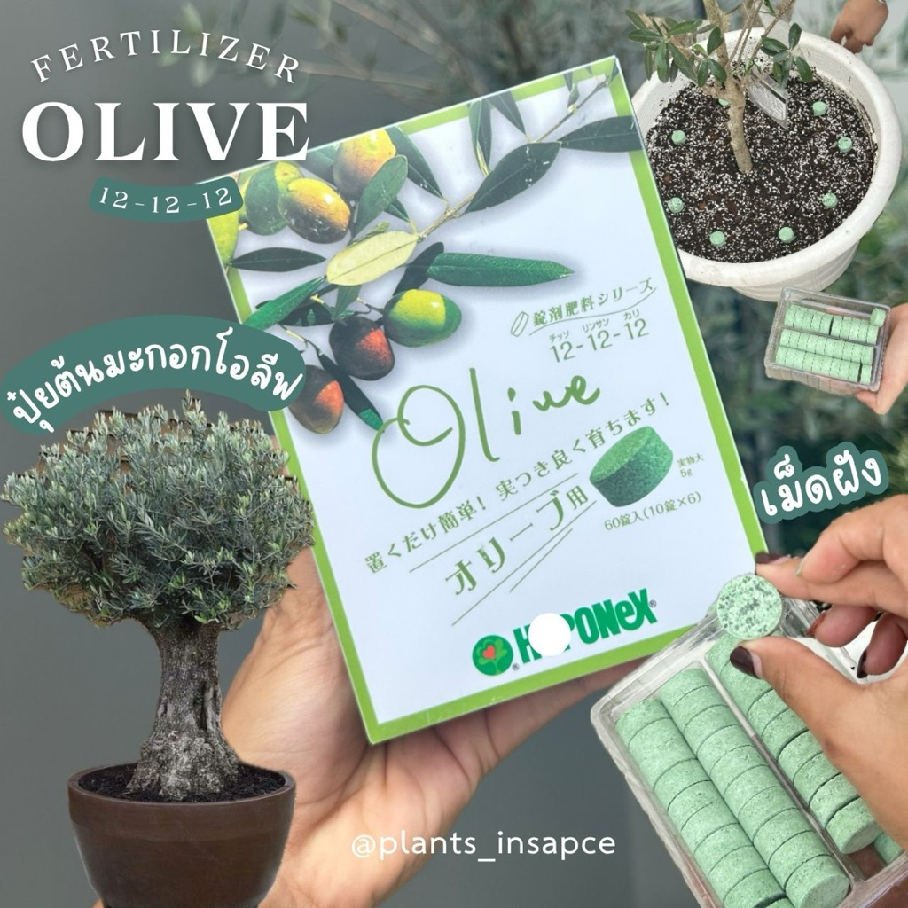 📍พร้อมส่ง🫒 ปุ๋ยต้นมะกอกโอลีฟ ปุ๋ยมะกอก ปุ๋ยต้นโอลีฟ ปุ๋ยสำหรับต้นโอลีฟ บำรุงต้นโอลีฟ🫒